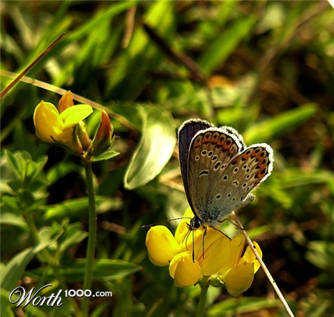 Photography by tigruna