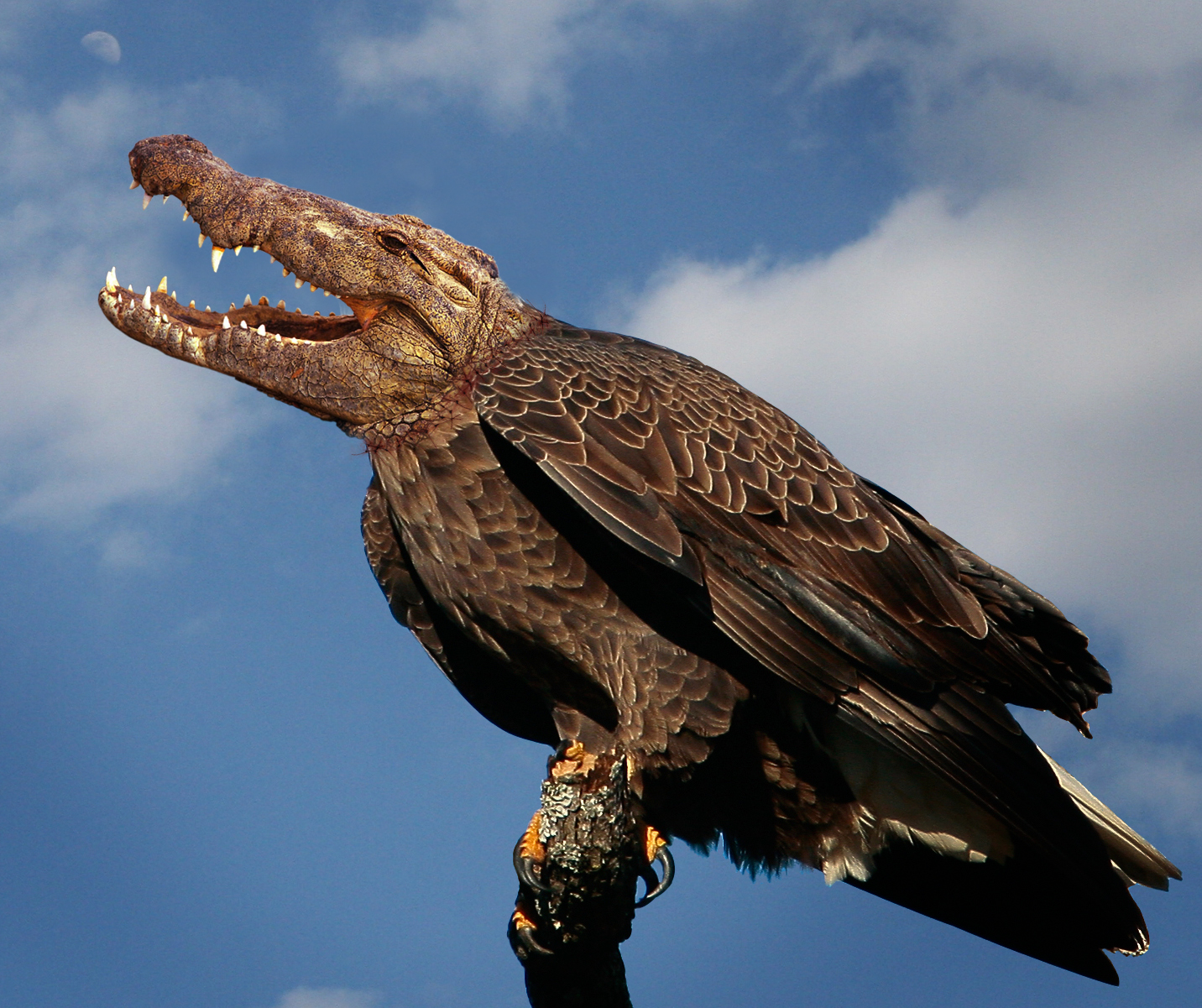 Design Photoshop par hezijacob pour DesignCrowd (Community Contests) | Design #8943045