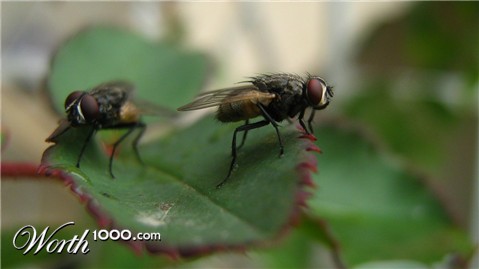 Photography by RaziArain