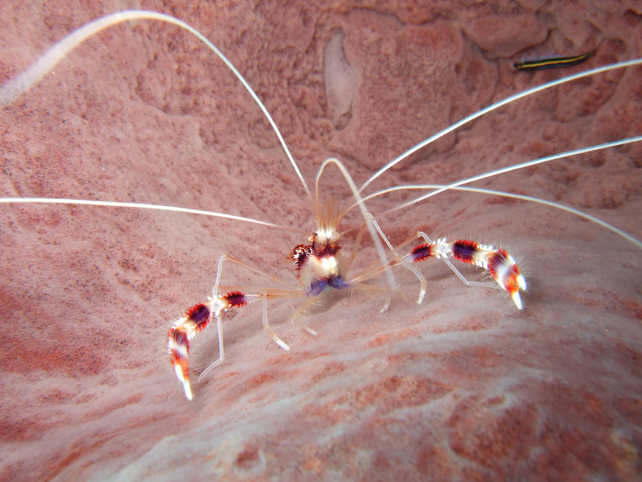 Photography by MagikEightball for DesignCrowd (Community Contests) | Design #8945940