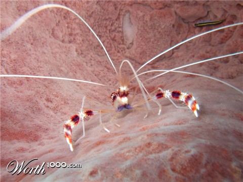 Photography by MagikEightball