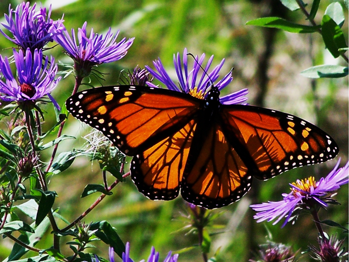 Photography by wildnature for DesignCrowd (Community Contests) | Design #8946021