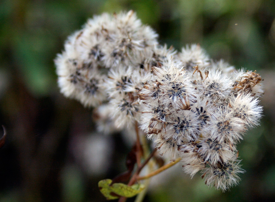 Fotografía por rebeccatroy para DesignCrowd (Community Contests) | Diseño #8946750