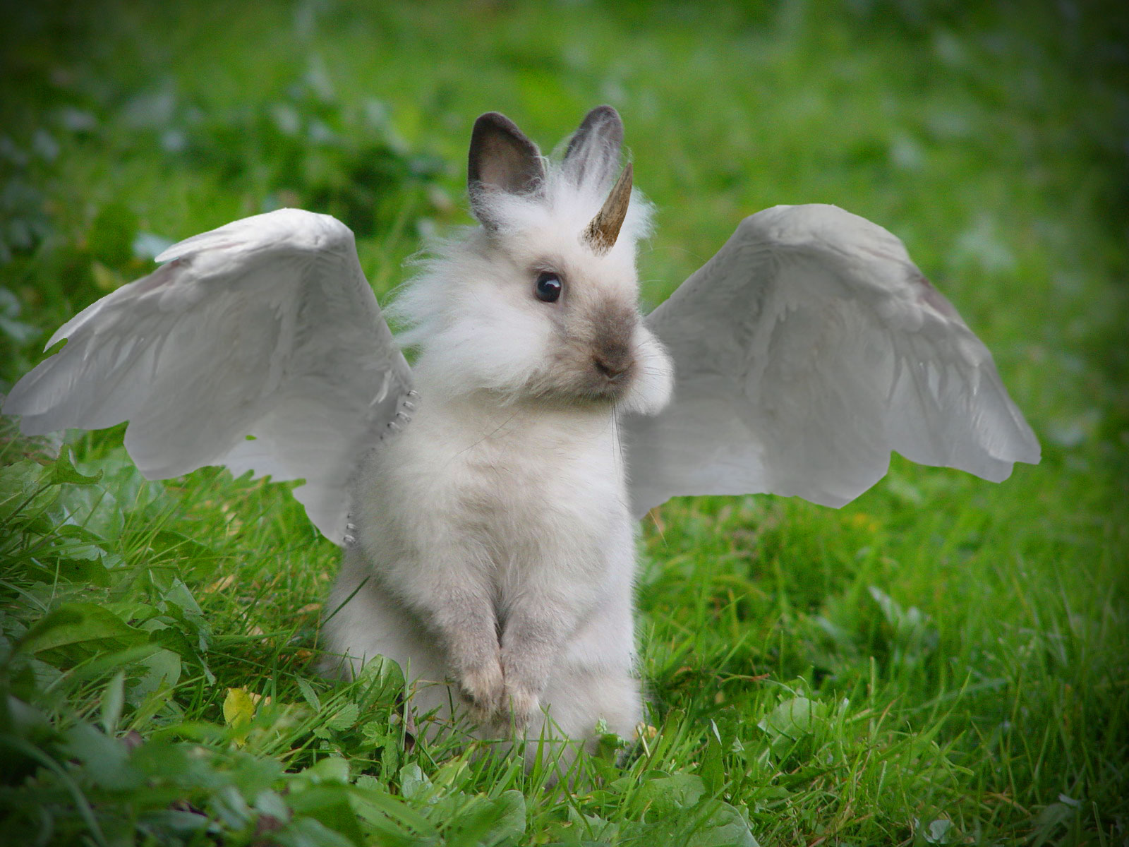 Photoshop Design by Monkeysniffer08 for DesignCrowd (Community Contests) | Design #8943206