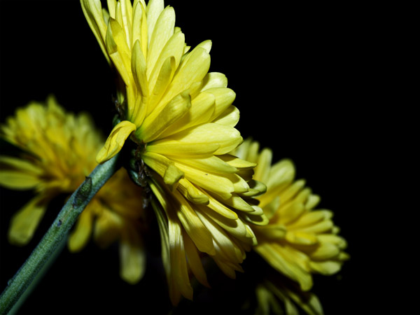 Fotografía por damixgirl para DesignCrowd (Community Contests) | Diseño #8946036