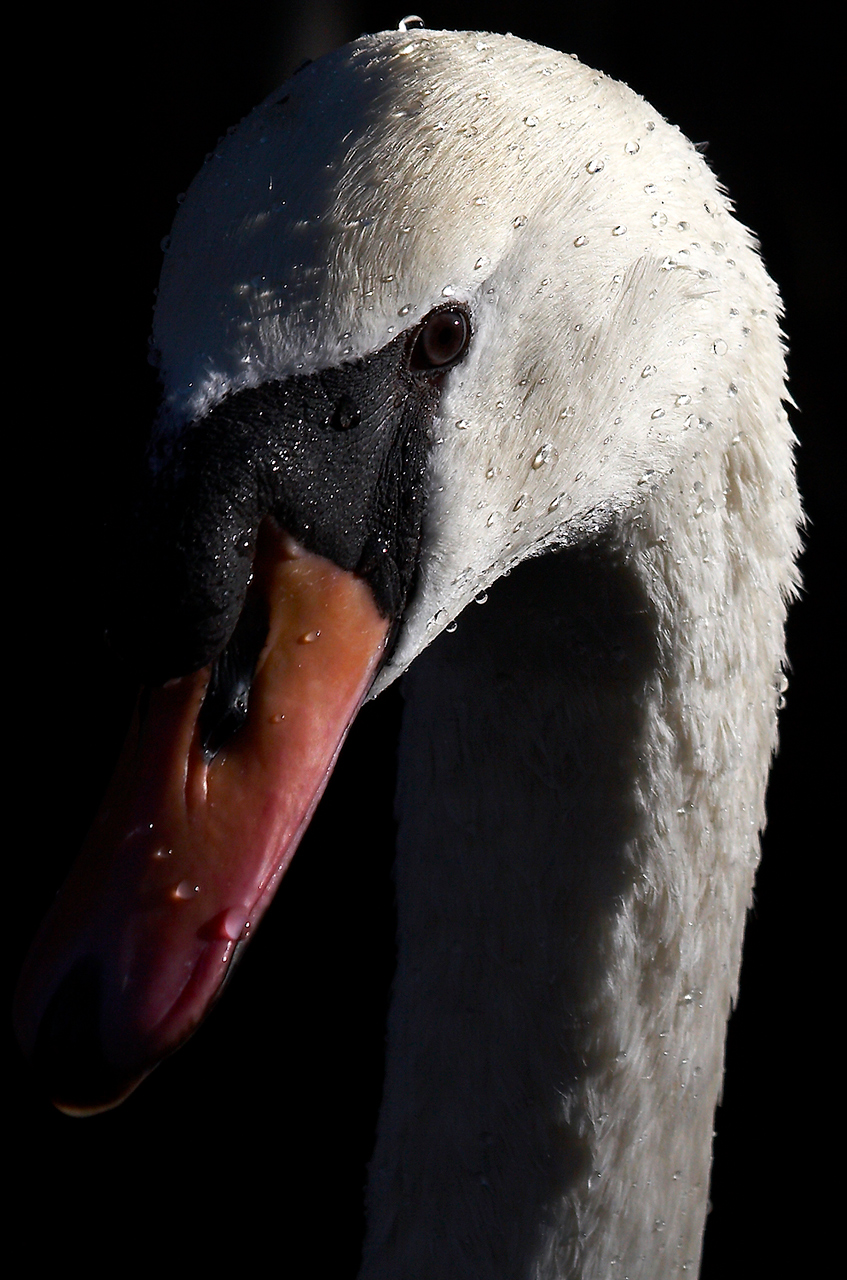 Fotografía por borbor para DesignCrowd (Community Contests) | Diseño #8940665