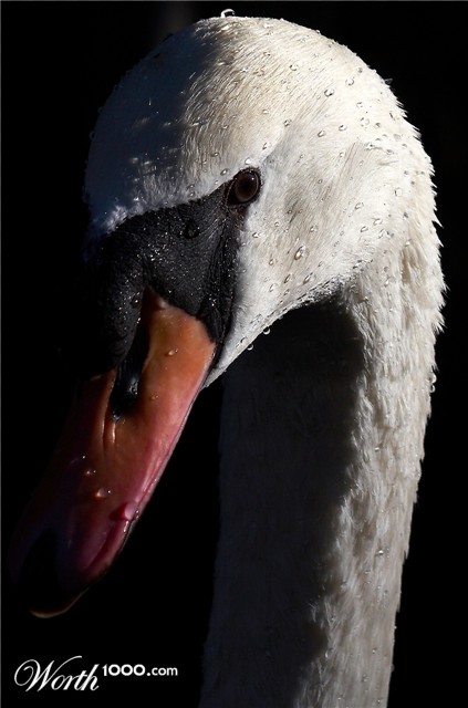 Photography by borbor