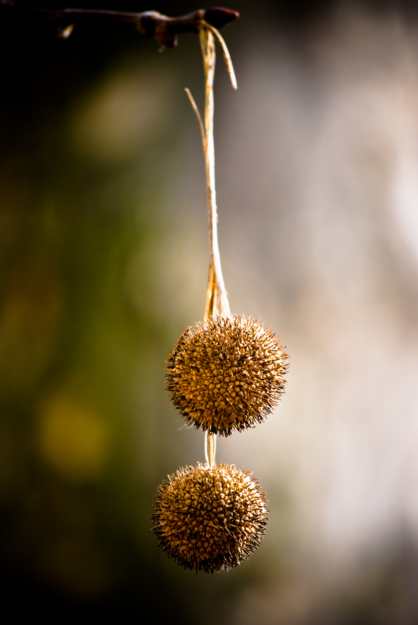 Photography by SandrinoX for DesignCrowd (Community Contests) | Design #8943904