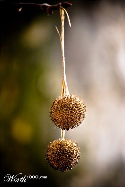 Photography by SandrinoX