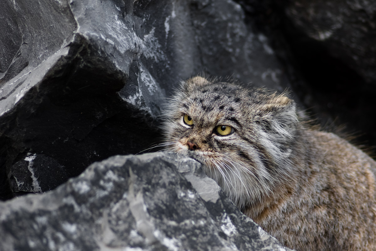 Fotografía por BlackSwanf4u para DesignCrowd (Community Contests) | Diseño #8940721