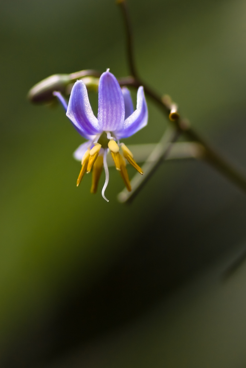 Fotografie von BlackSwanf4u für DesignCrowd (Community Contests) | Design #8946797