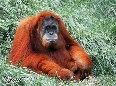 Photography by MrNelson