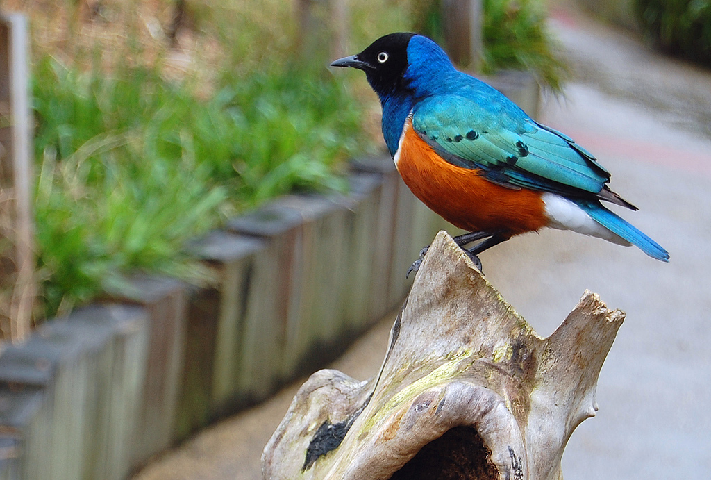 Fotografie von ms99066 für DesignCrowd (Community Contests) | Design #8940737