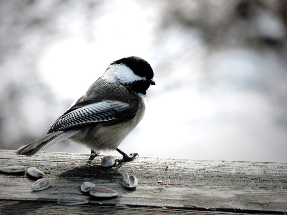 Photography by pwis0807 for DesignCrowd (Community Contests) | Design #8940895