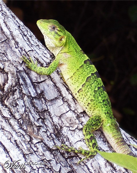 Photography by mangoslushy