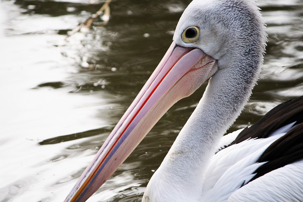 Fotografie von Qofcheez für DesignCrowd (Community Contests) | Design #8940917