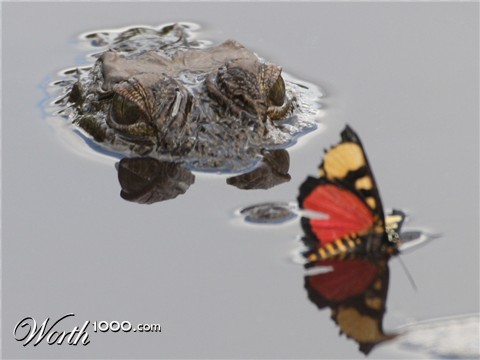 Photography by ConQuisTaDor