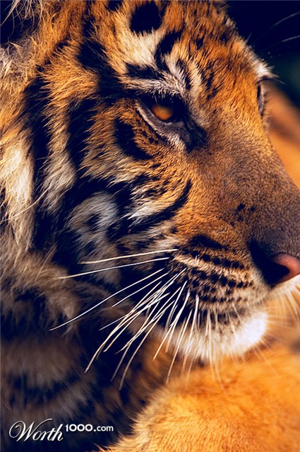 Photography by Ozzerr