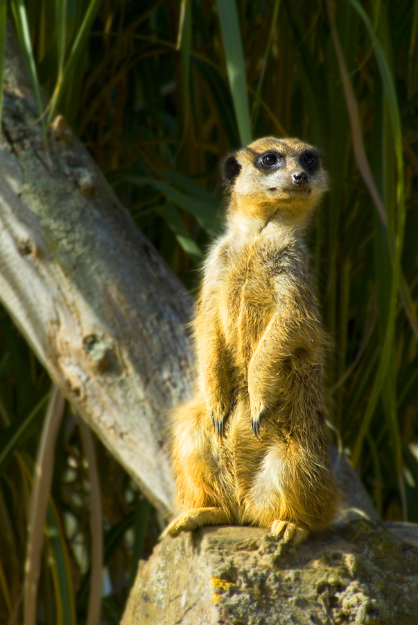 Fotografía por RyuuKoori para DesignCrowd (Community Contests) | Diseño #8940878