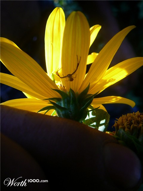 Photography by fairymary