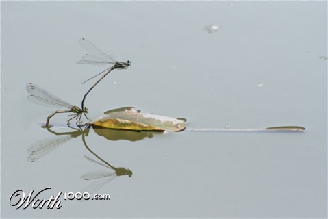 Photography by nemesis2207
