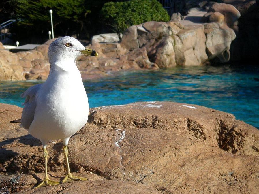 Photography by bestpicturesever for DesignCrowd (Community Contests) | Design #8940922