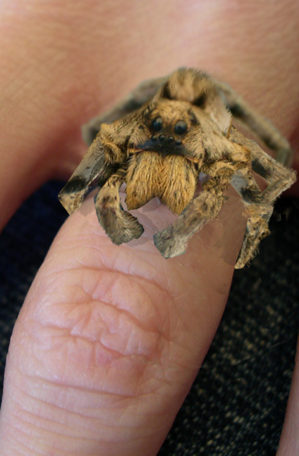 Design Photoshop par EKelman pour DesignCrowd (Community Contests) | Design #8943001