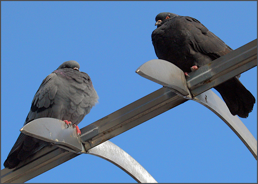 Fotografía por cridley para DesignCrowd (Community Contests) | Diseño #8943945