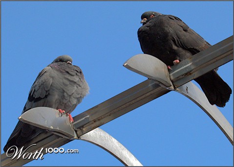 Photography by cridley