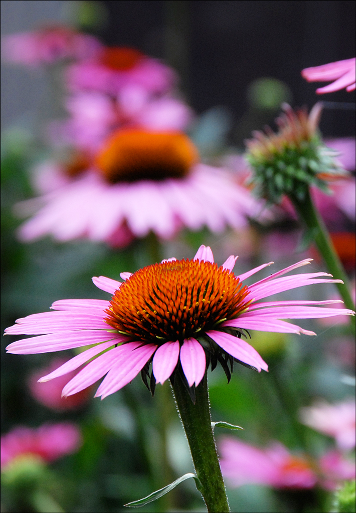 Photography by chrismtl for DesignCrowd (Community Contests) | Design #8947006