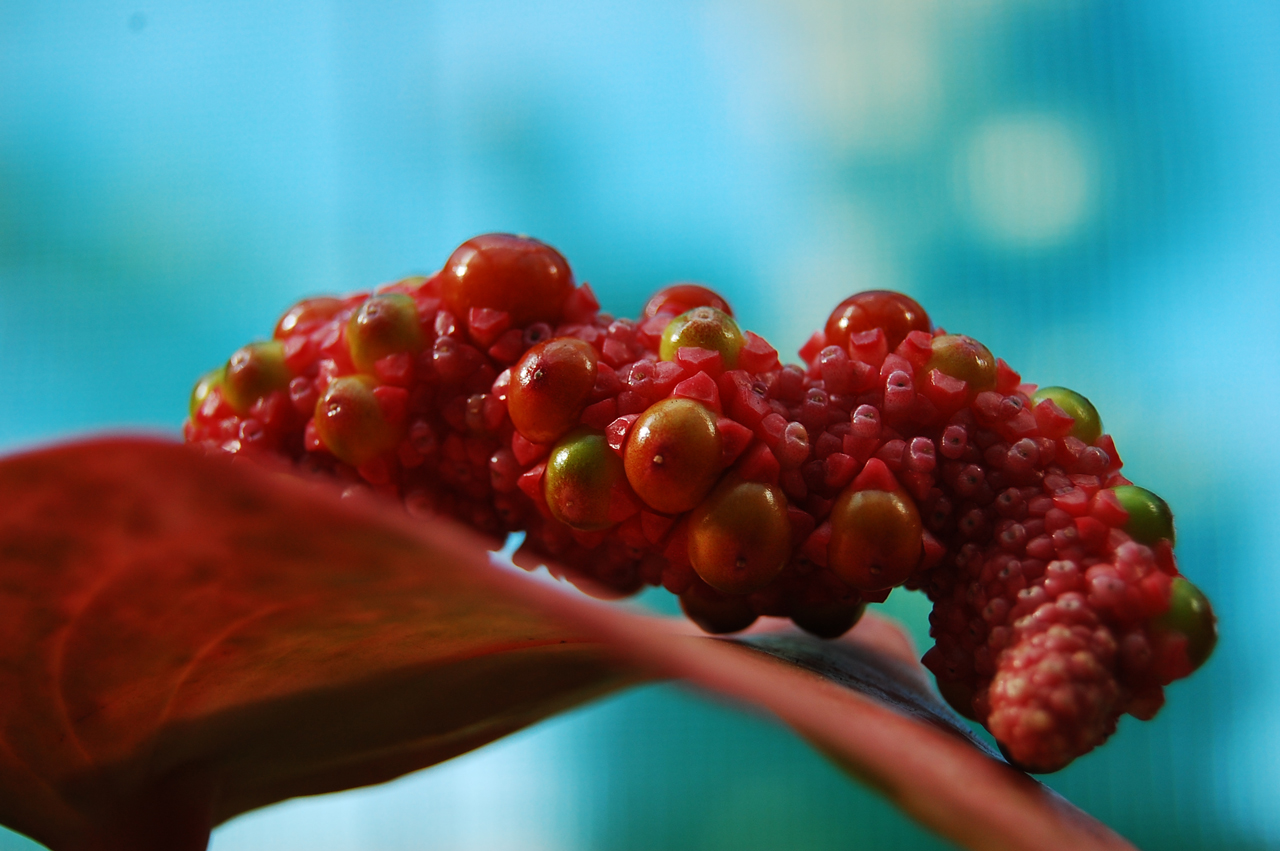 Fotografie von flypart für DesignCrowd (Community Contests) | Design #8947141