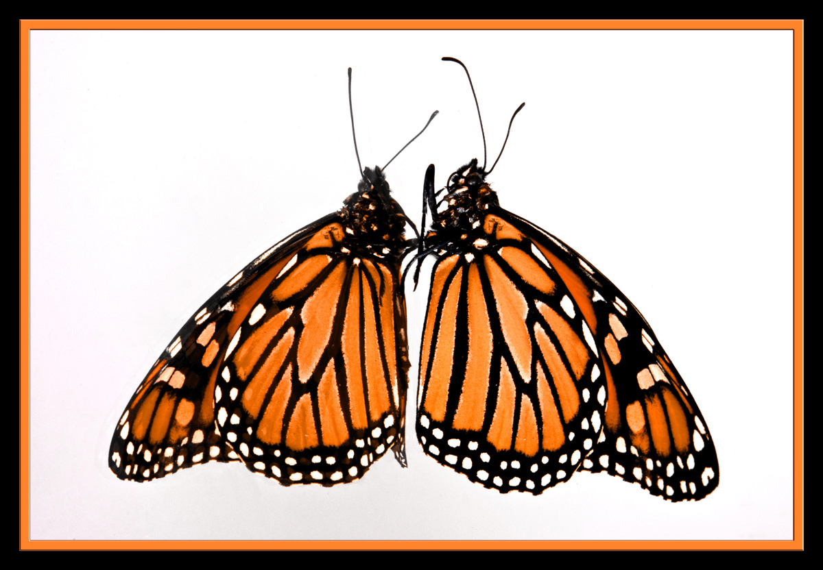 Photography by Andromeda5000 for DesignCrowd (Community Contests) | Design #8943918