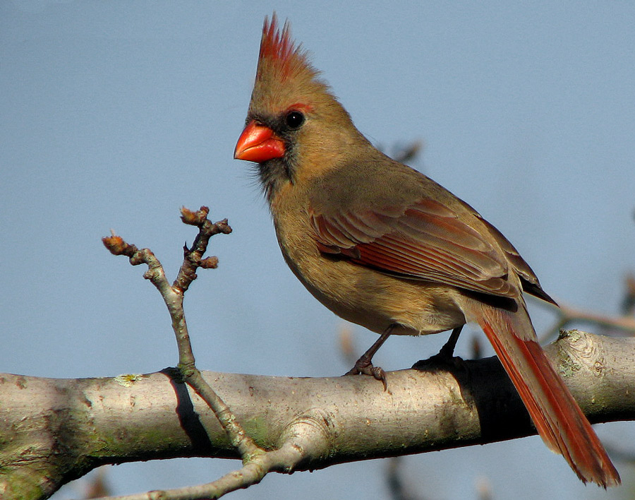 Fotografie von tigercrosse für DesignCrowd (Community Contests) | Design #8940997