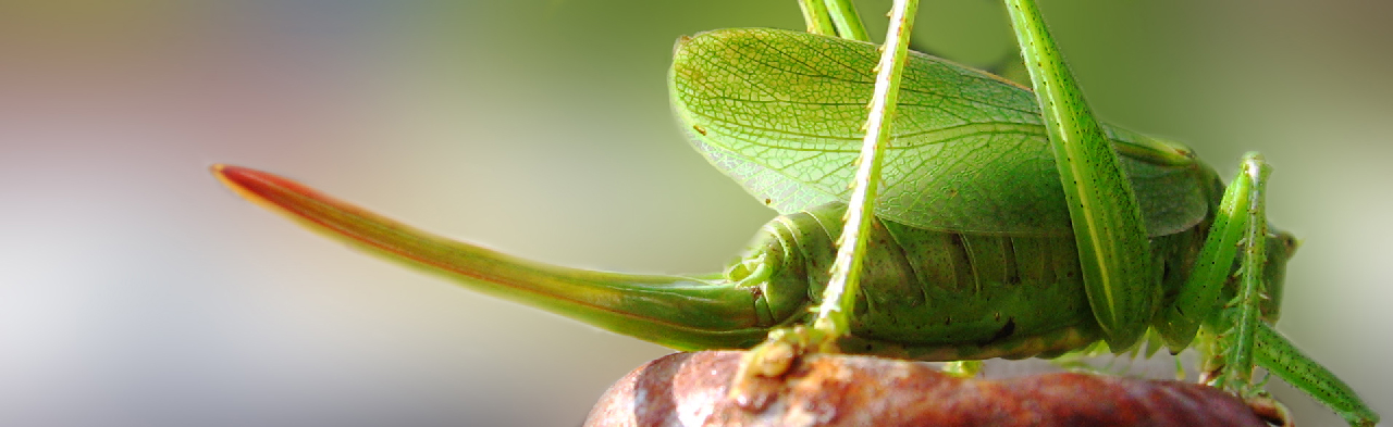 Fotografía por danielkr para DesignCrowd (Community Contests) | Diseño #8946930