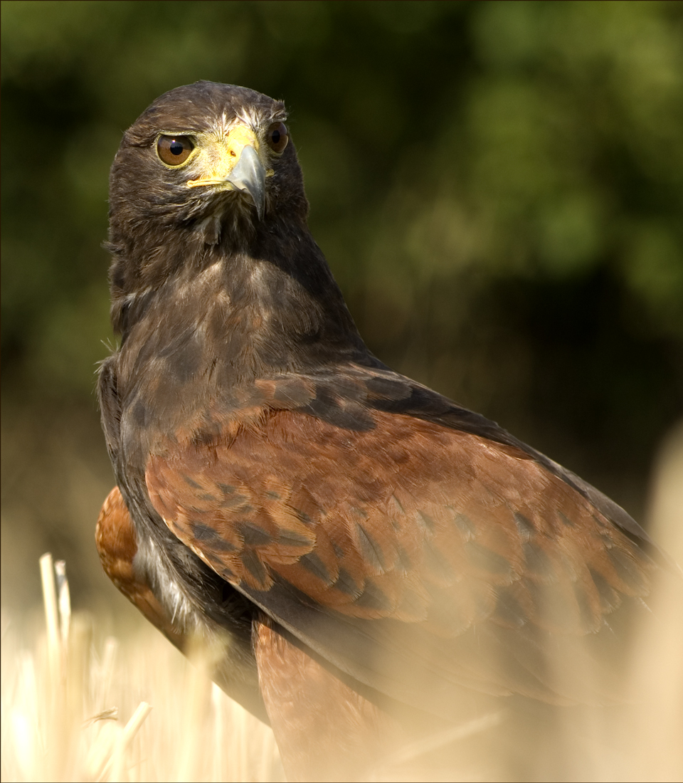 Photographie par Rvannith pour DesignCrowd (Community Contests) | Design #8946978