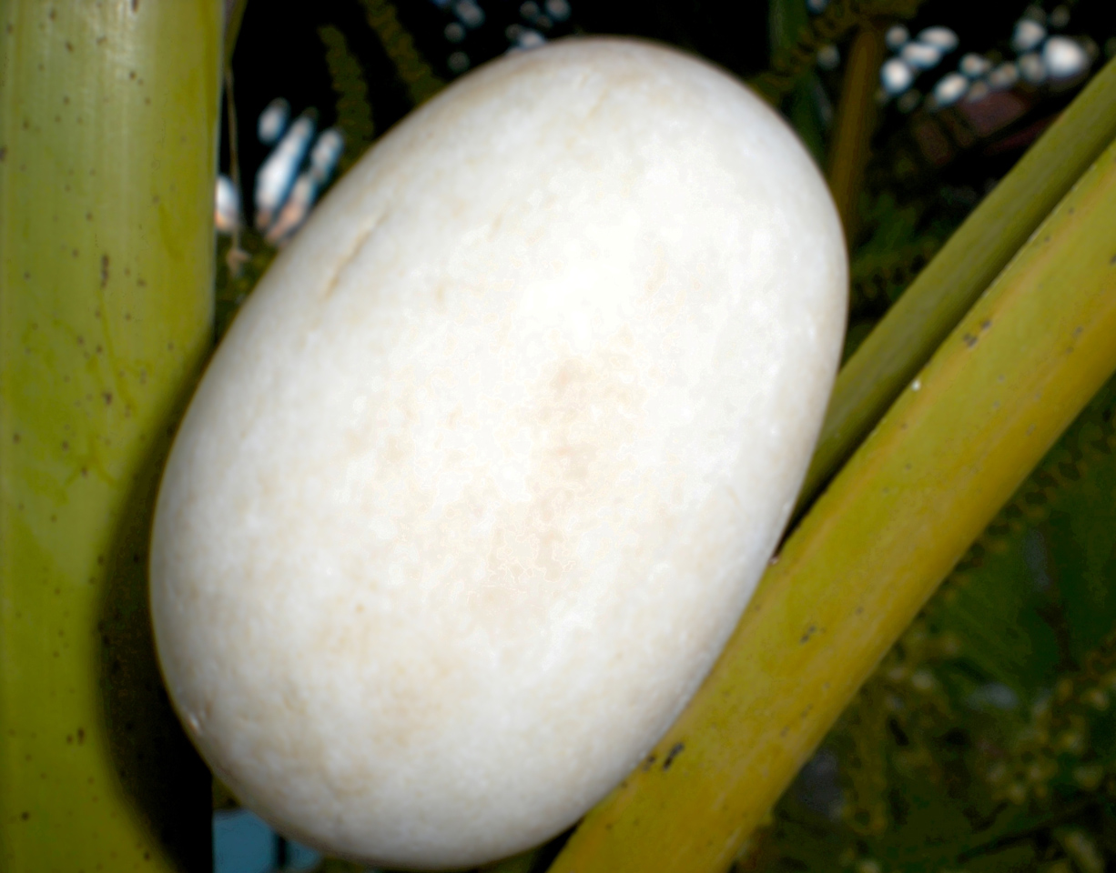 Photography by TRANSCENDENTalMAN for DesignCrowd (Community Contests) | Design #8947045