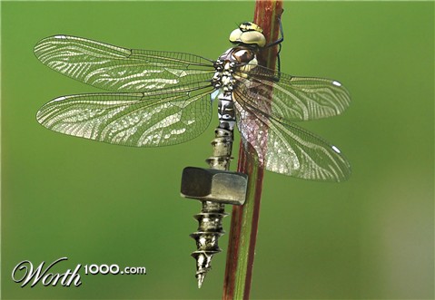 Photoshop Design by PixelTestMT