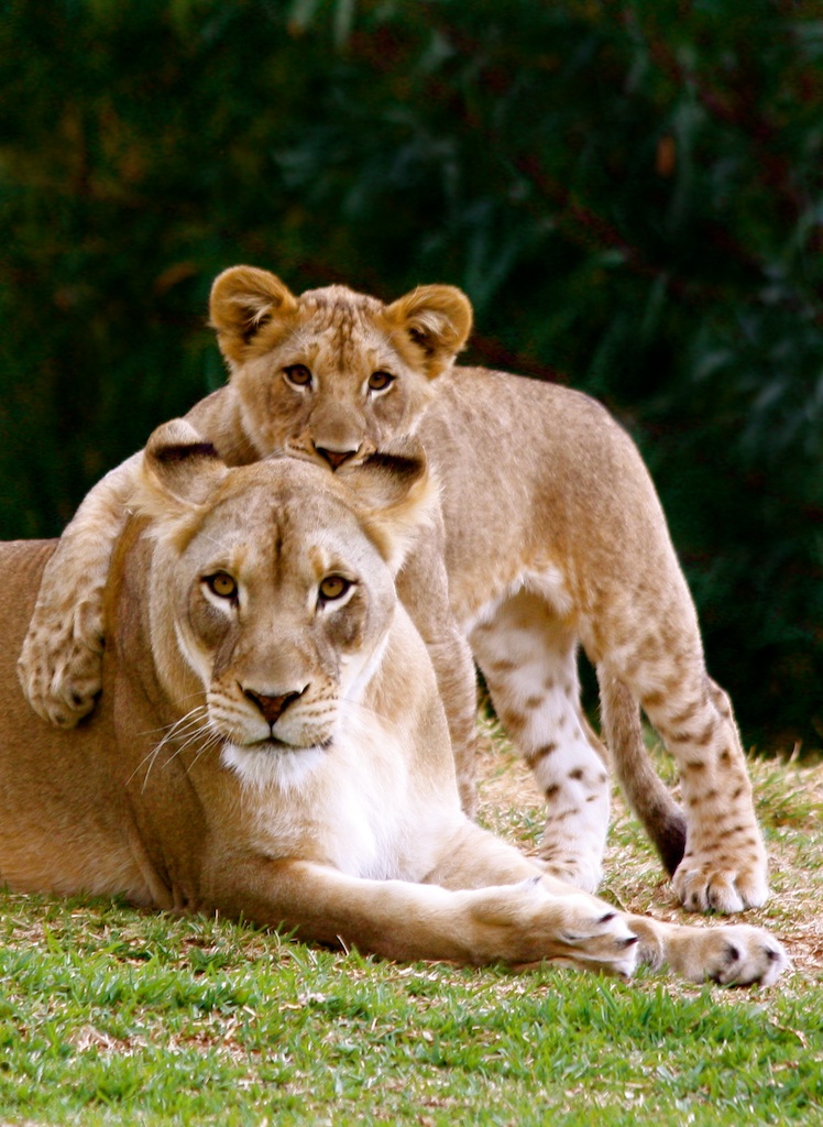 Fotografía por jester11221122 para DesignCrowd (Community Contests) | Diseño #8941001