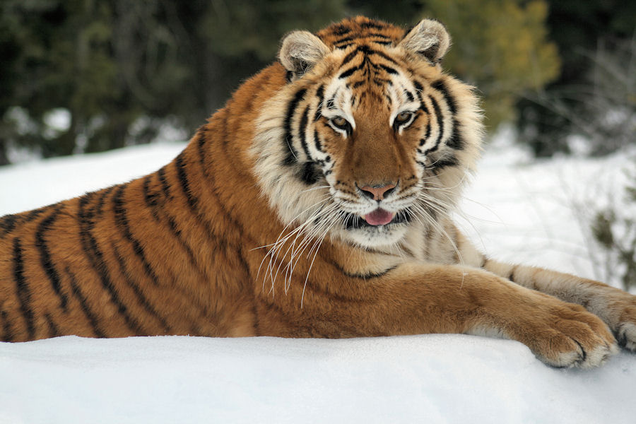 Photography by luccir for DesignCrowd (Community Contests) | Design #8941088