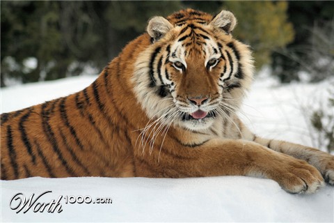 Photography by luccir