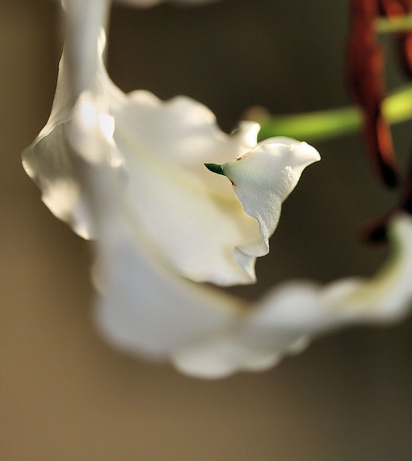 Photography by luccir for DesignCrowd (Community Contests) | Design #8946945