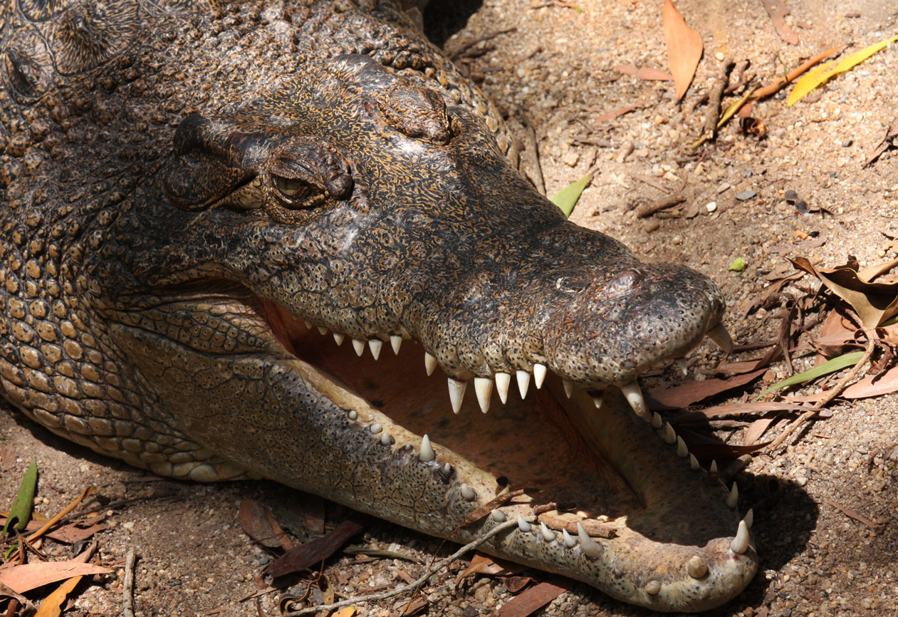 Photographie par onevia01 pour DesignCrowd (Community Contests) | Design #8941222