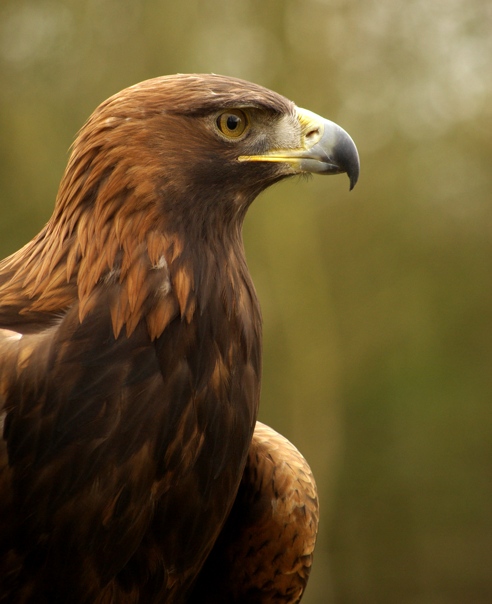 Photographie par Rvannith pour DesignCrowd (Community Contests) | Design #8941138