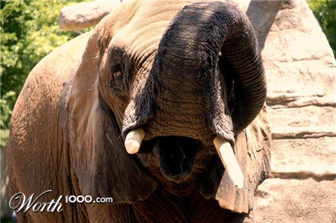 Photography by Schanina