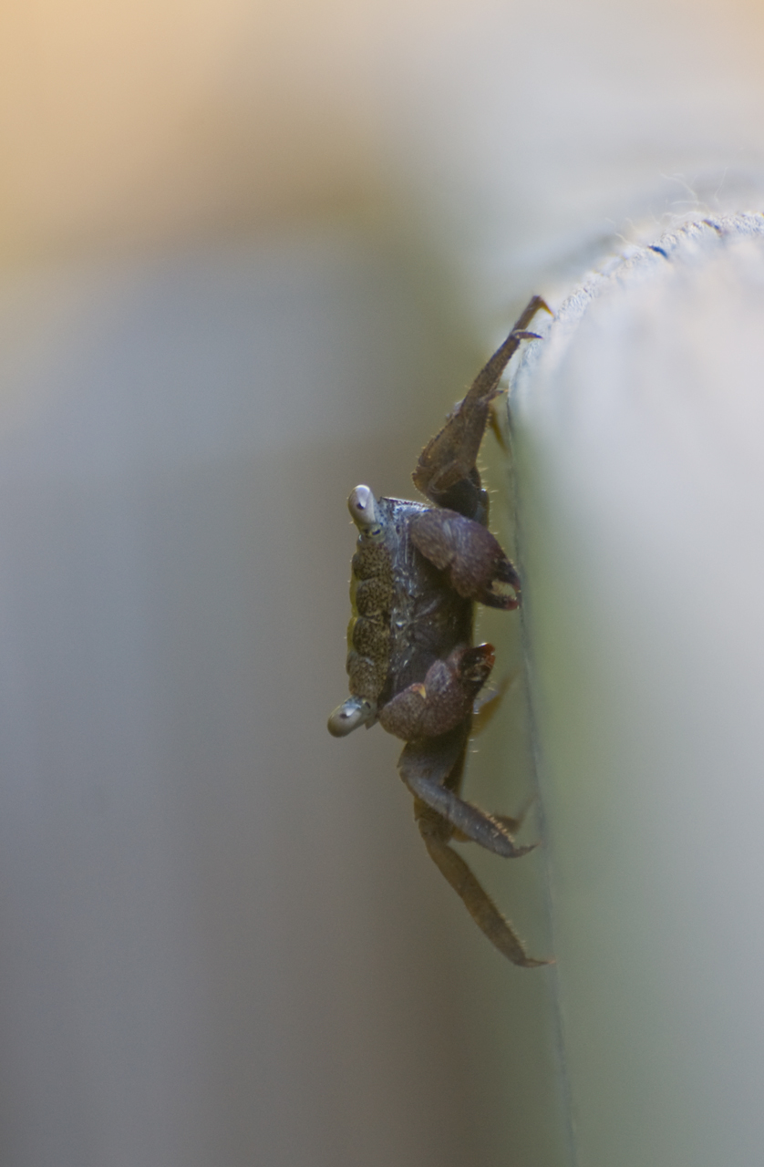 Photographie par Snakeyesman pour DesignCrowd (Community Contests) | Design #8947022