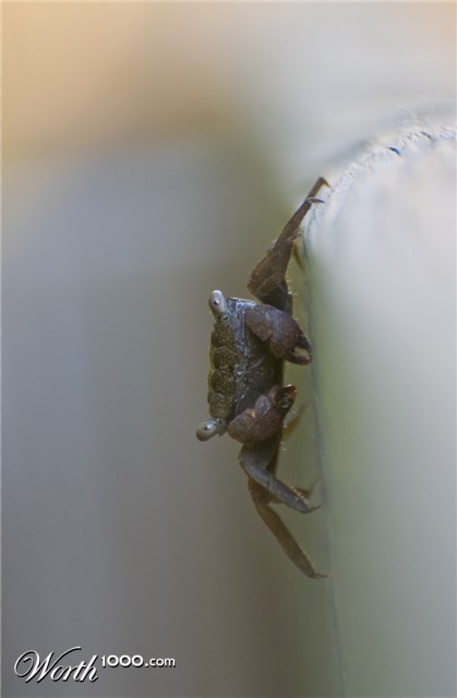 Photography by Snakeyesman