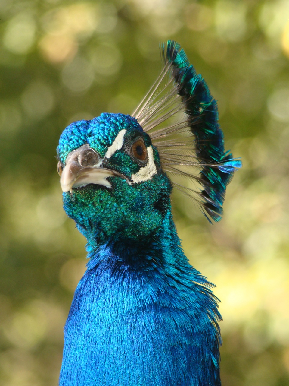 Fotografía por Eirita para DesignCrowd (Community Contests) | Diseño #8947001