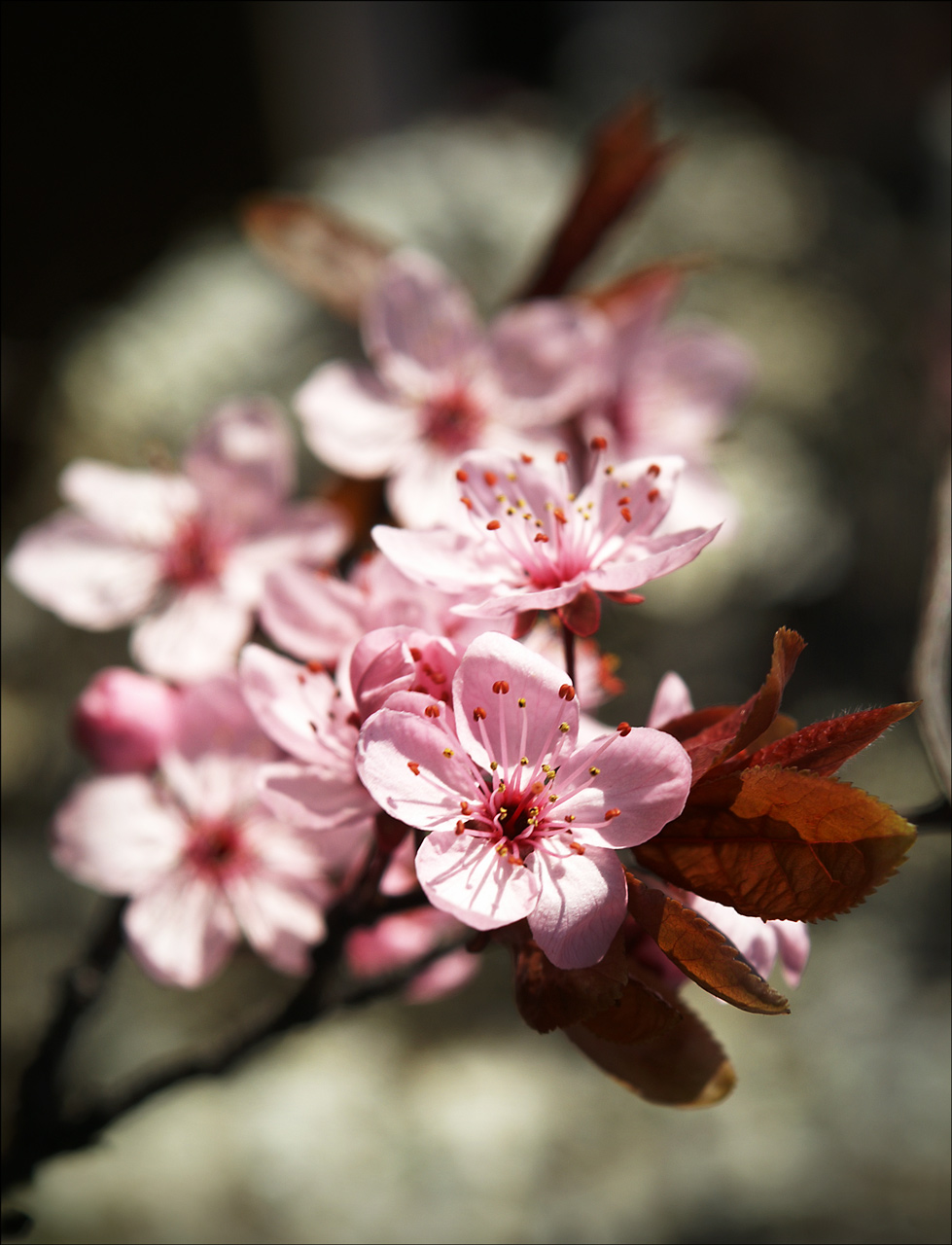 Fotografie von oruart für DesignCrowd (Community Contests) | Design #8946956