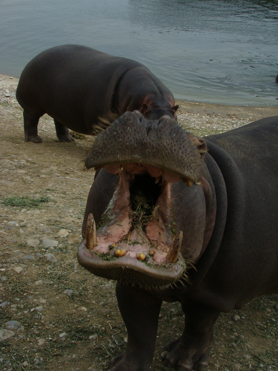 Fotografía por Eirita para DesignCrowd (Community Contests) | Diseño #8941192