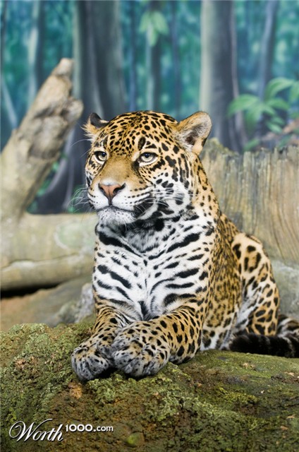 Photography by poisonberry